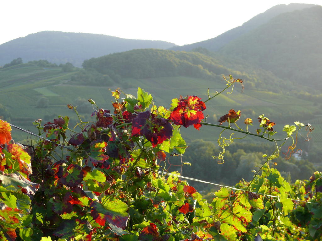 Landhotel Sonnenhof Siebeldingen Luaran gambar